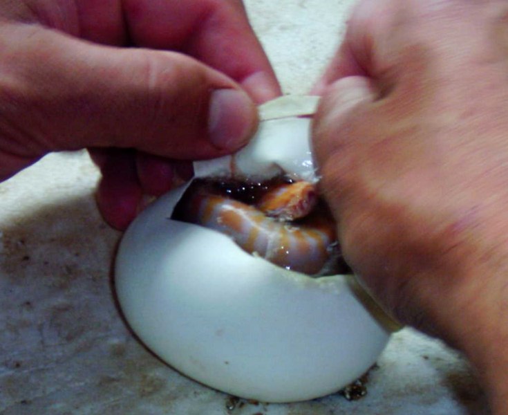Naissances d'un bébé python molure