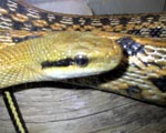 vente de reptiles python boa couleuvre nés à la ferme des ...